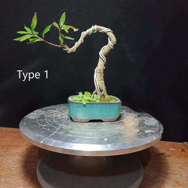 シマタニワタリノキ Thinlear Adina Fruit Bonsai（Adina rubella Hance）