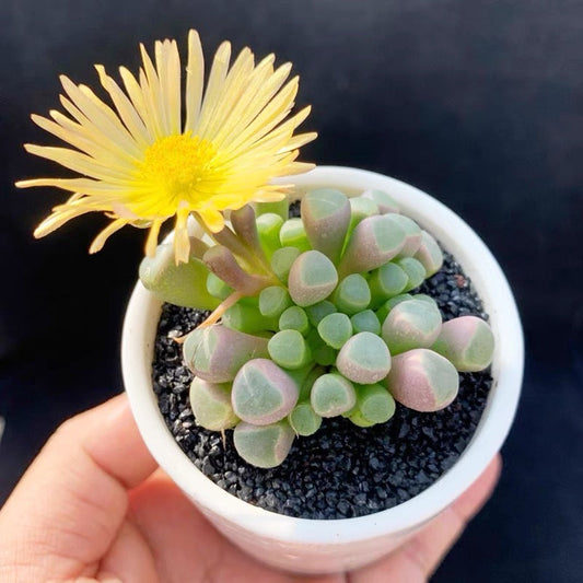 フェネストレリア 五十鈴玉 (Fenestraria aurantiaca)