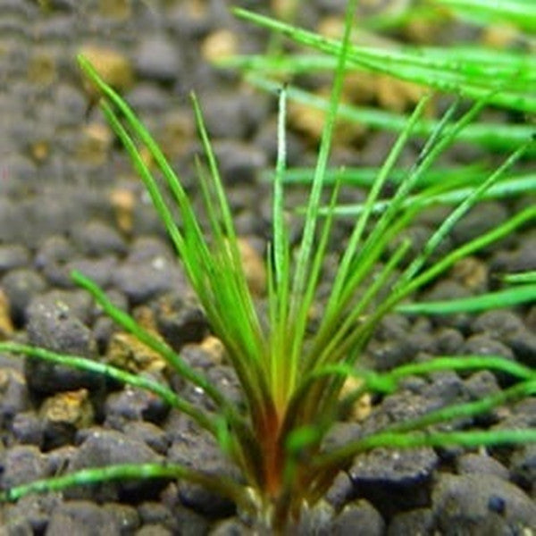 ホシクサキング クリムゾン ( Centrolepis sp )