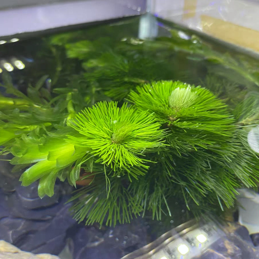 キクモ