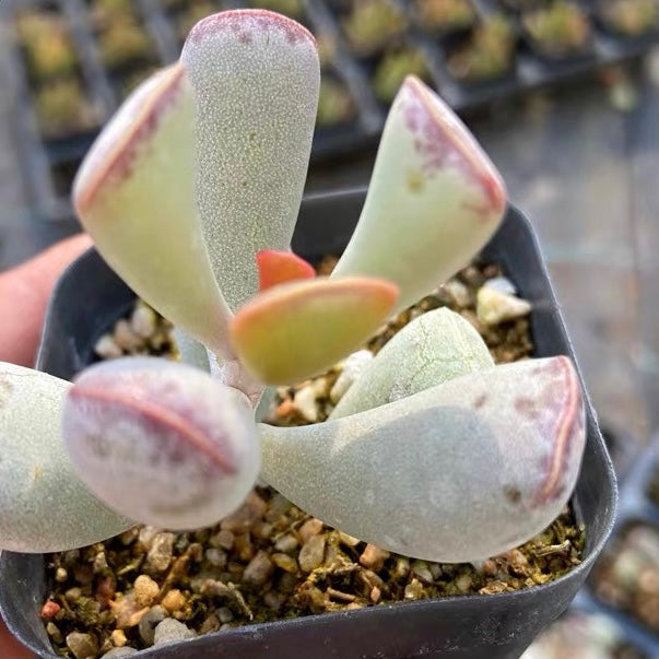 アドロミスクス・トリフローラス(Adromischus Triflorus)