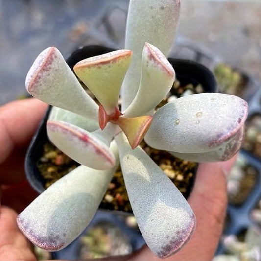 アドロミスクス・トリフローラス(Adromischus Triflorus)