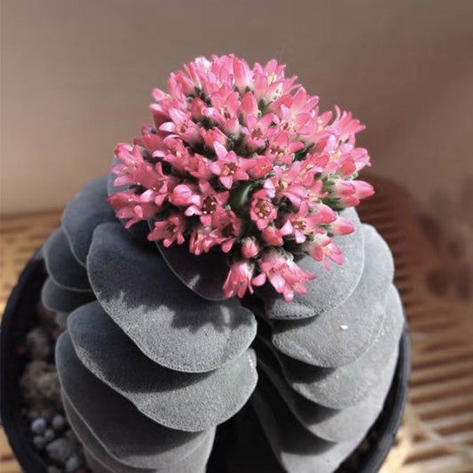 呂千絵、ろちえ Crassula 'Mogan's Beauty'