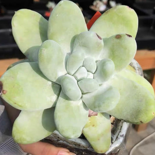 パキフィツム(Dudleya pachyphytum)