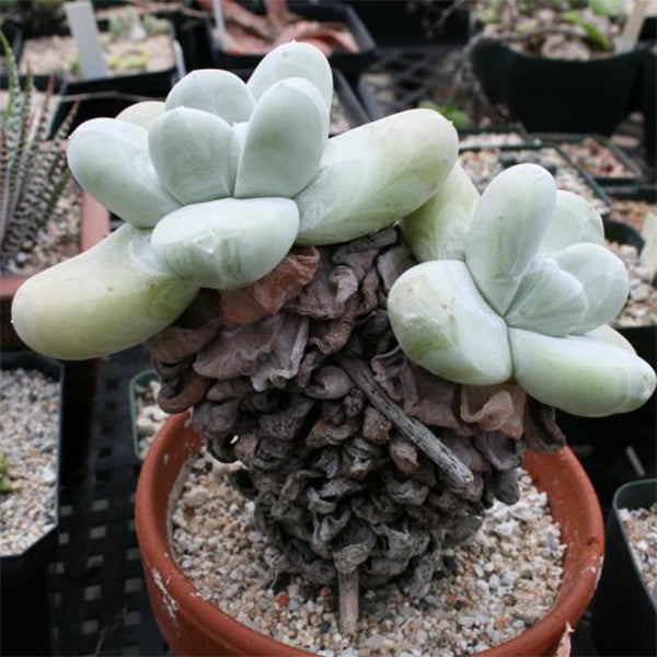 パキフィツム(Dudleya pachyphytum)