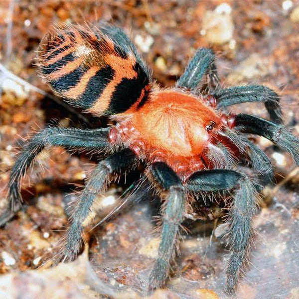 コスタリカ虎尻タランチュラ