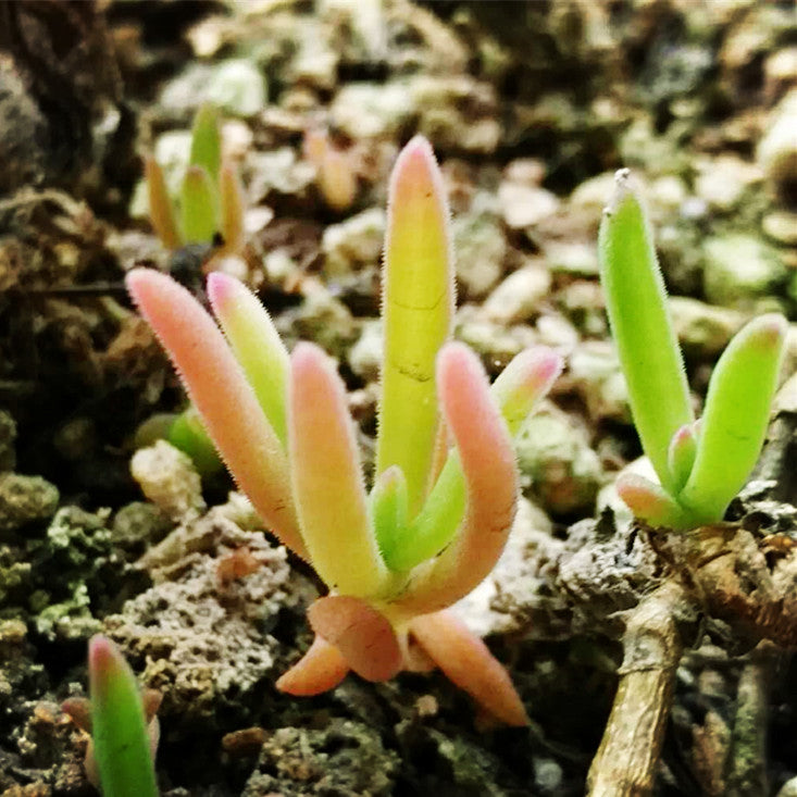 デロスペルマ ボッセラヌム　Delosperma bosseranum