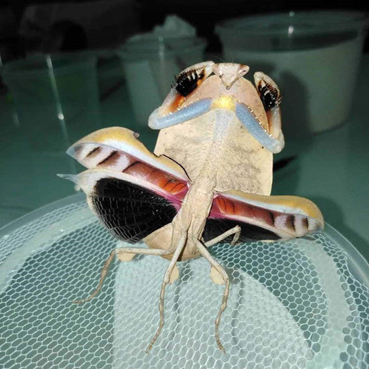 マルムネカレハカマキリ