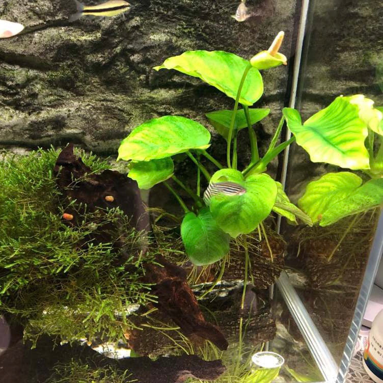 アヌビアス・ナナ（流木付き）( Anubias beri var. nana)