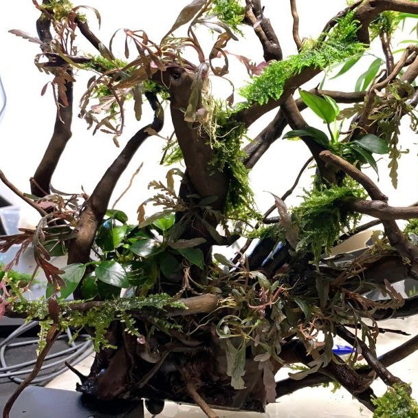 アヌビアス・ナナ（流木付き）( Anubias beri var. nana)