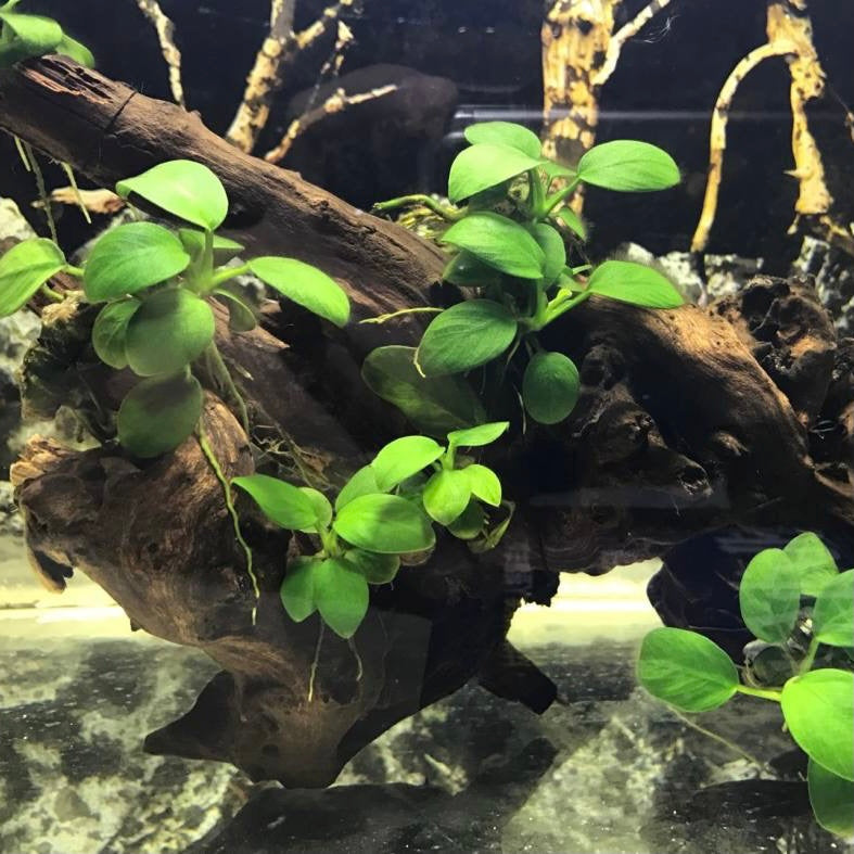 アヌビアス・ナナ（流木付き）( Anubias beri var. nana)