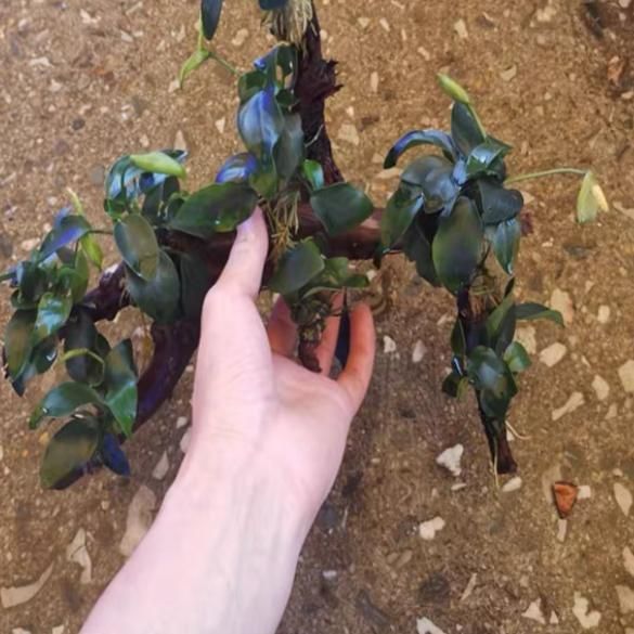 アヌビアス・ナナ（流木付き）( Anubias beri var. nana)