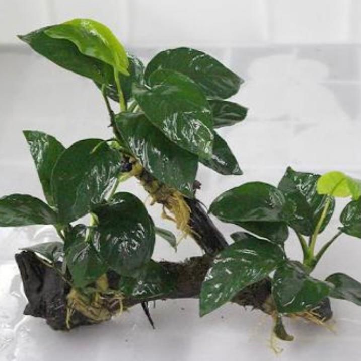 アヌビアス・ナナ（流木付き）( Anubias beri var. nana)