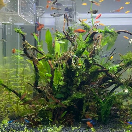 アヌビアス・ナナ（流木付き）( Anubias beri var. nana)