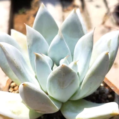 メキシカンジャイアント Echeveria colorata 'Mexican Giant'