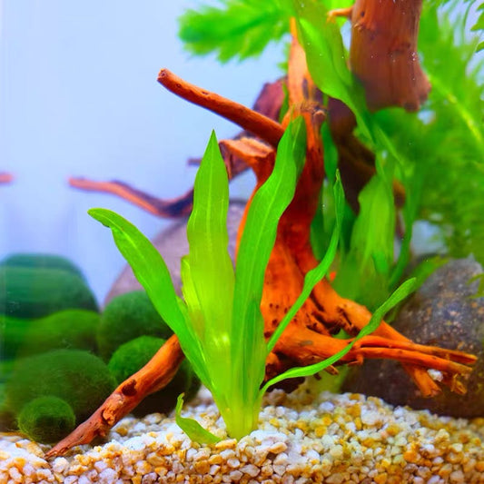 チェーンアマゾン（Echinodorus quadricostatus）