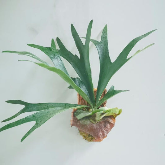 二歧鹿角蕨 Elkhorn Fern (Platycerium bifurcatum)