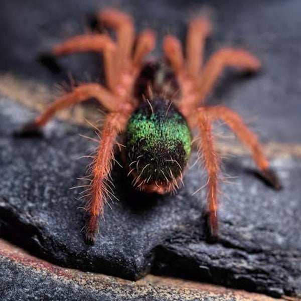 ブルーファングスケルトン（Ephebopus cyanognathus）