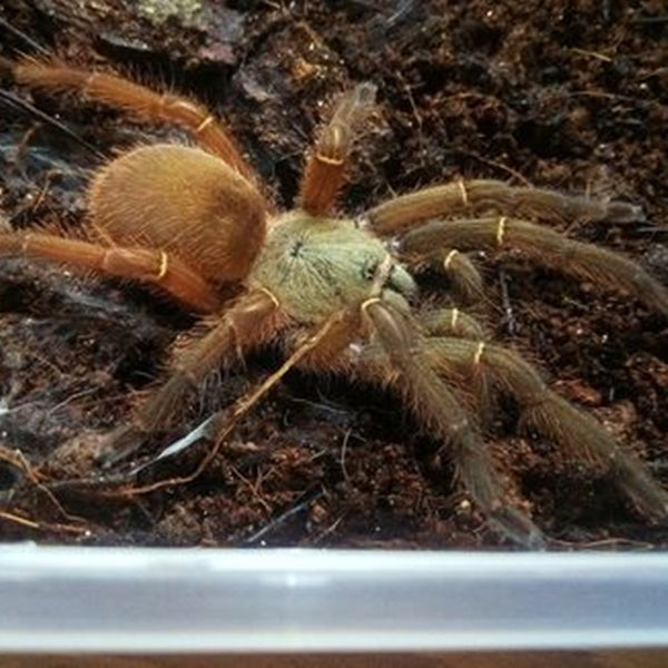 ブルーファングスケルトン（Ephebopus cyanognathus）