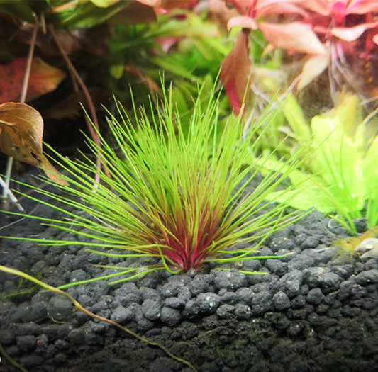 ホシクサキング クリムゾン ( Centrolepis sp )