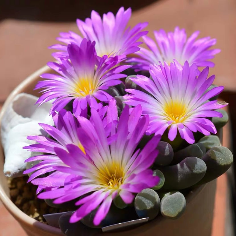 フルチアプルクラ(Frithia pulchra)