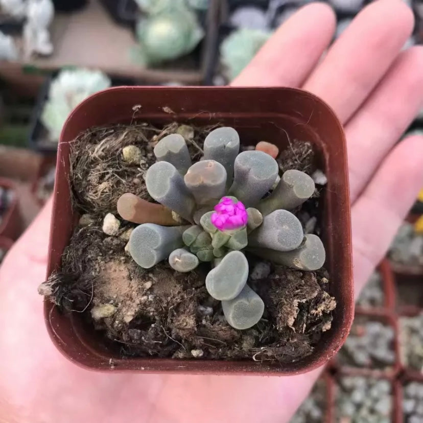 フルチアプルクラ(Frithia pulchra)