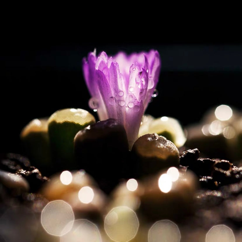 フルチアプルクラ(Frithia pulchra)