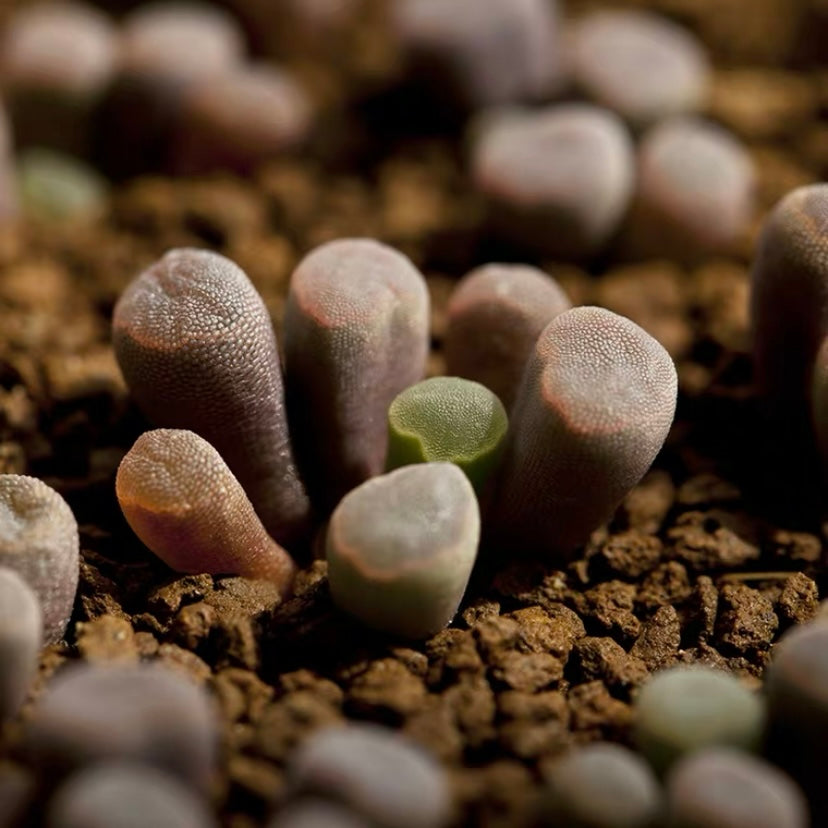 フルチアプルクラ(Frithia pulchra)