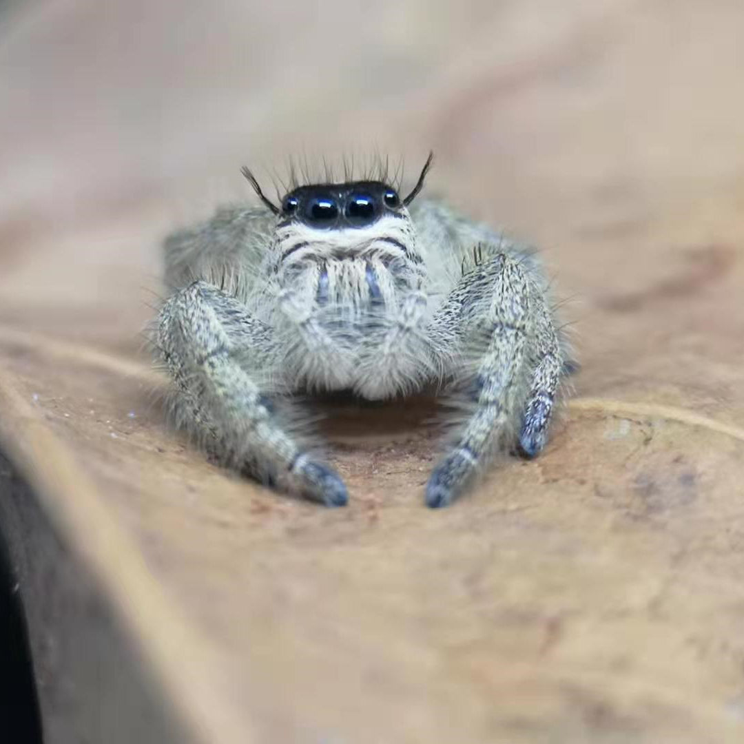 ヒュルス　シラヒゲハエトリ