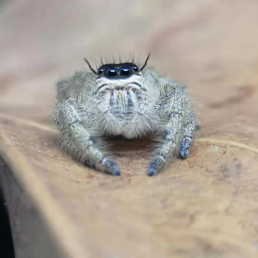 ヒュルス　シラヒゲハエトリ