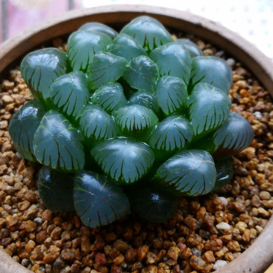 ハオルチア ピリフェラ Haworthia cooperi var. pilifera