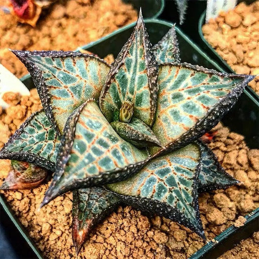 ハオルチア ヴェノーサ テッセラータ亜種 Venstertjie (Haworthia venosa ssp. tessellata)