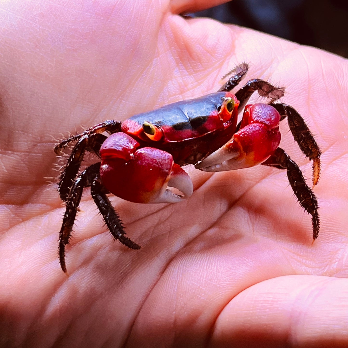 インドネシアアップルクラブ　Red Apple Crab ( Metasesarma aubryi )