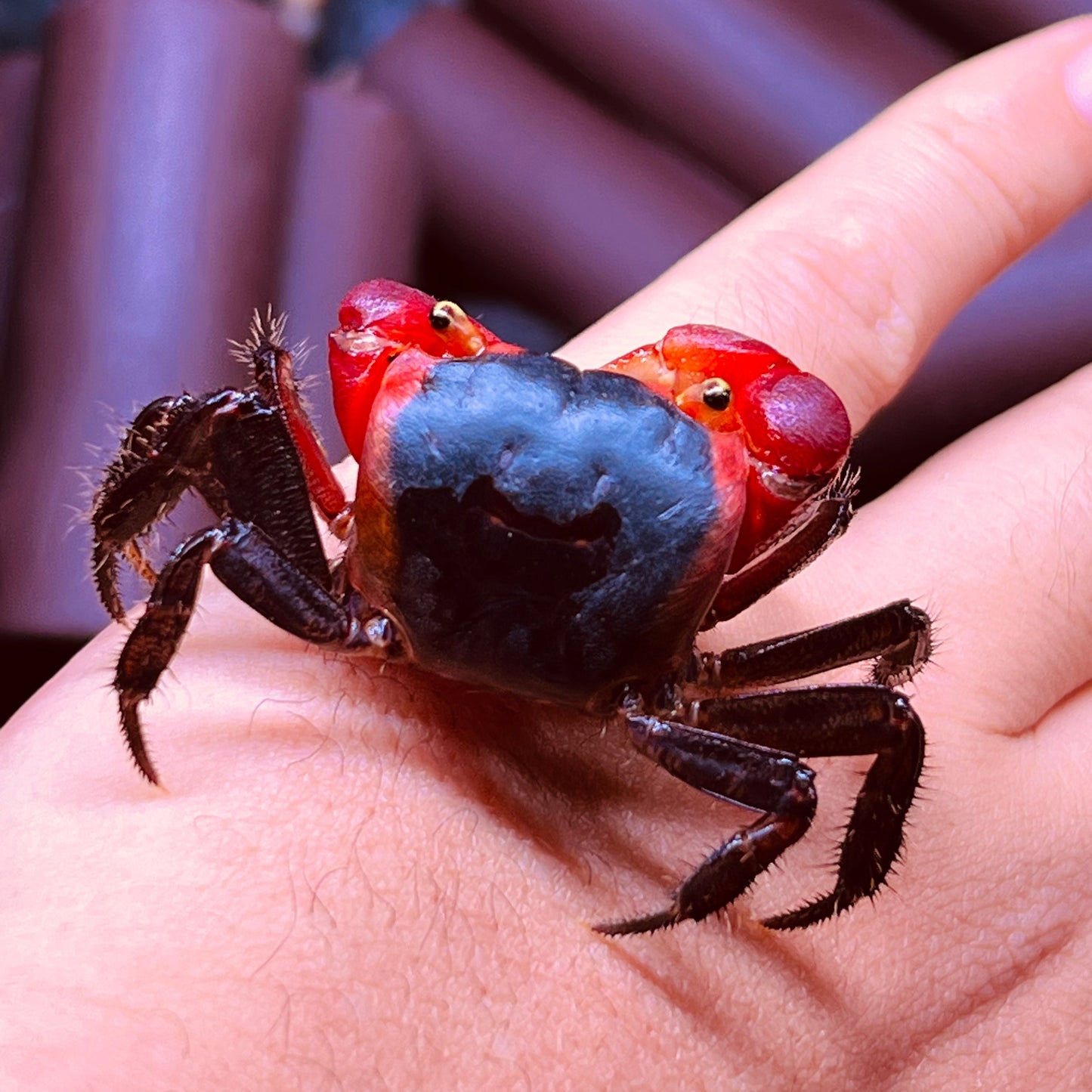 インドネシアアップルクラブ　Red Apple Crab ( Metasesarma aubryi )