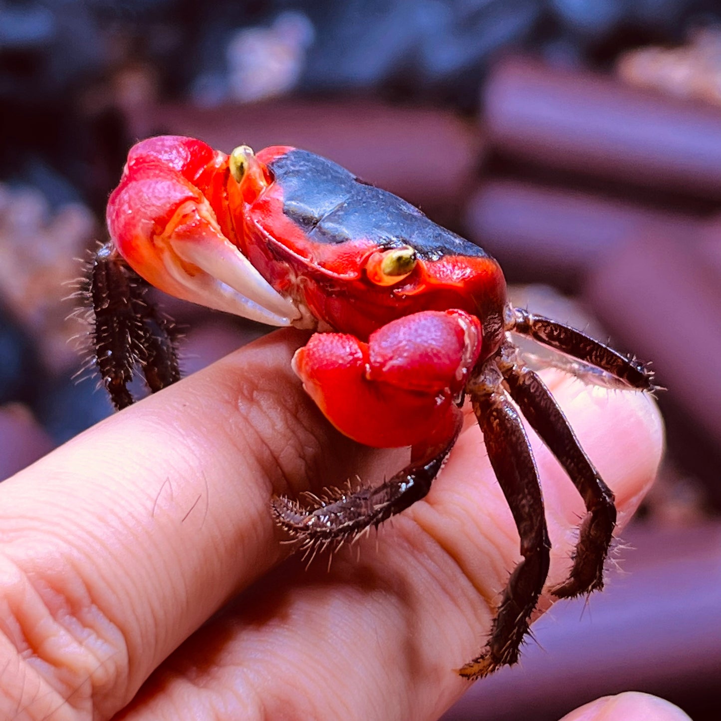 インドネシアアップルクラブ　Red Apple Crab ( Metasesarma aubryi )