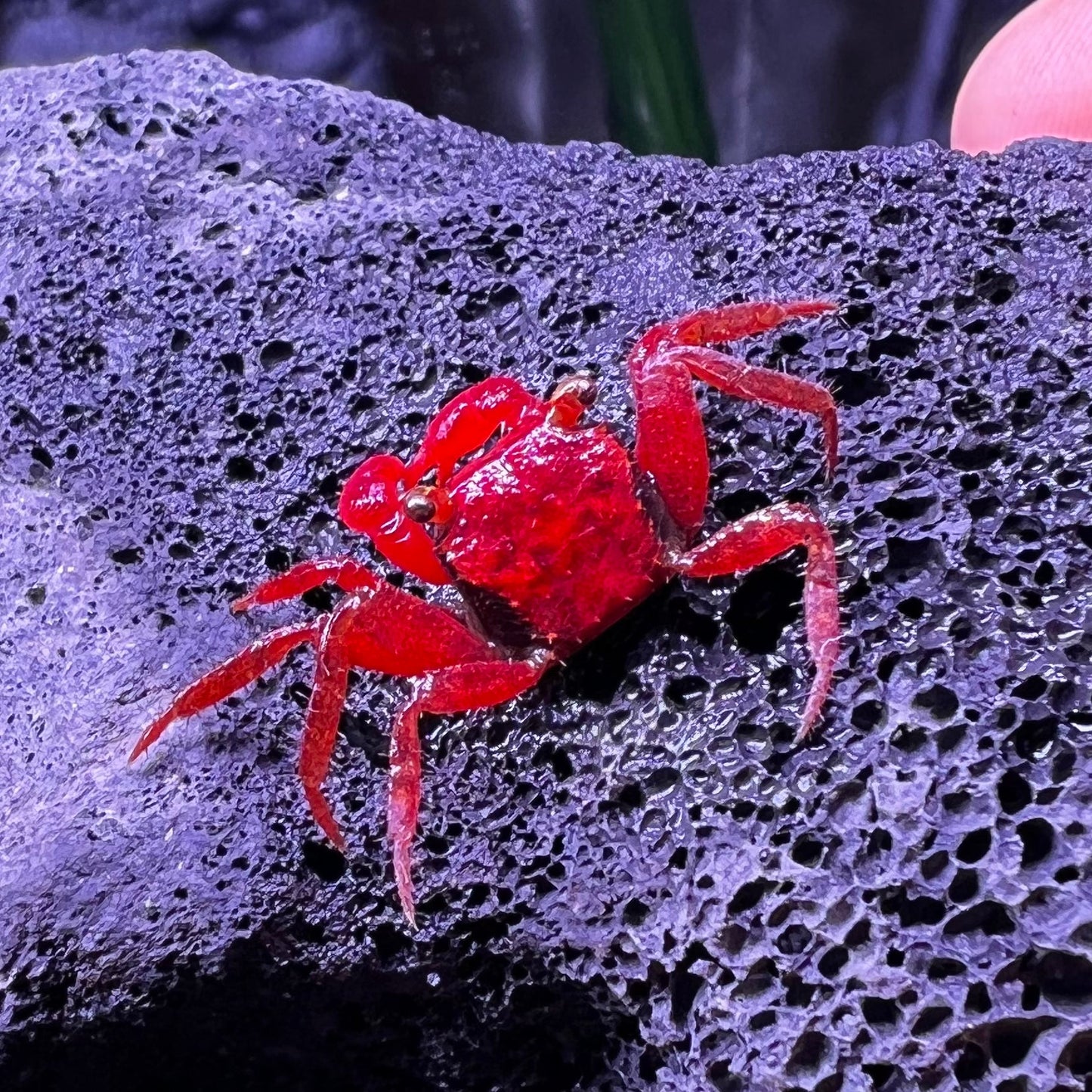 トマトヴァンパイアクラブ Tomato Vampire Crab (Geosesarma “Red Ruby”)
