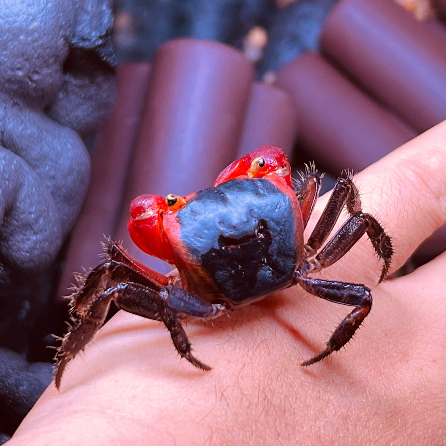 インドネシアアップルクラブ　Red Apple Crab ( Metasesarma aubryi )