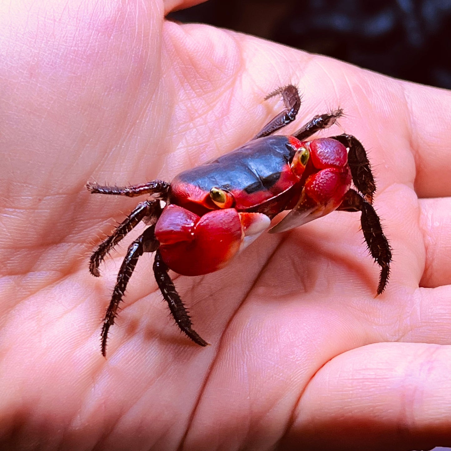 インドネシアアップルクラブ　Red Apple Crab ( Metasesarma aubryi )