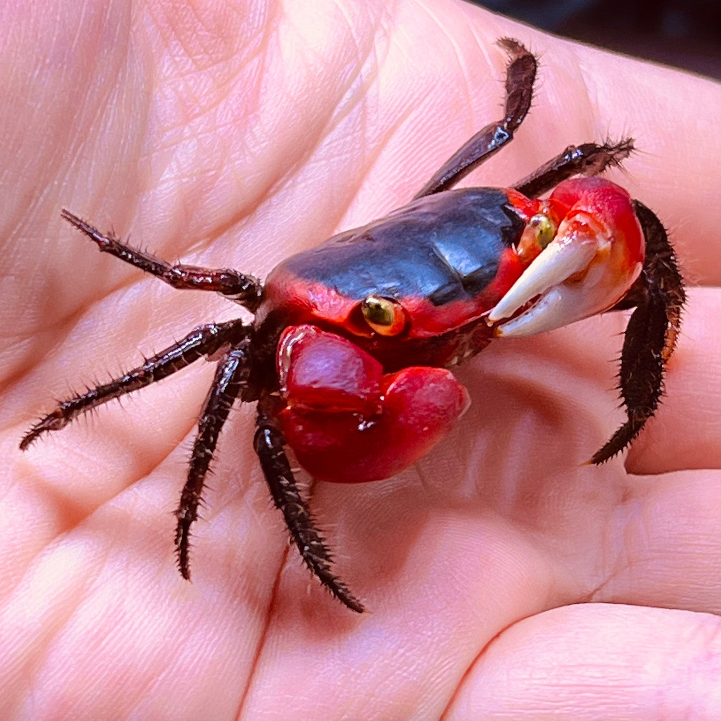 インドネシアアップルクラブ　Red Apple Crab ( Metasesarma aubryi )