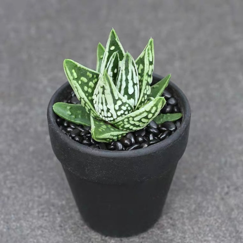 ハオルチア 天使の涙