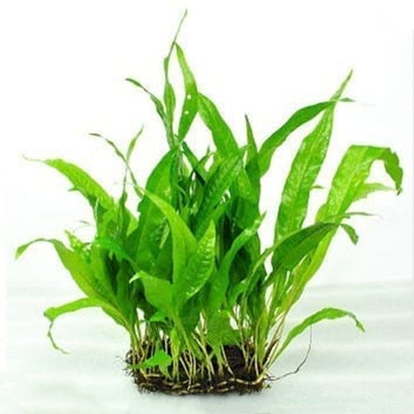 ミツデヘラシダ( Microsorum pteropus )