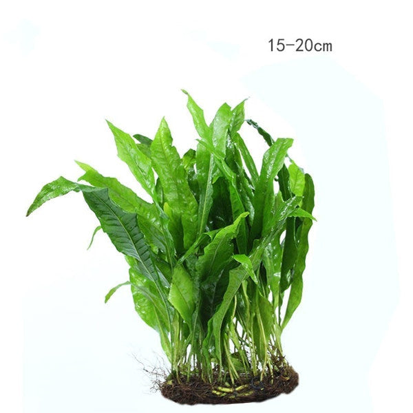 ミツデヘラシダ( Microsorum pteropus )