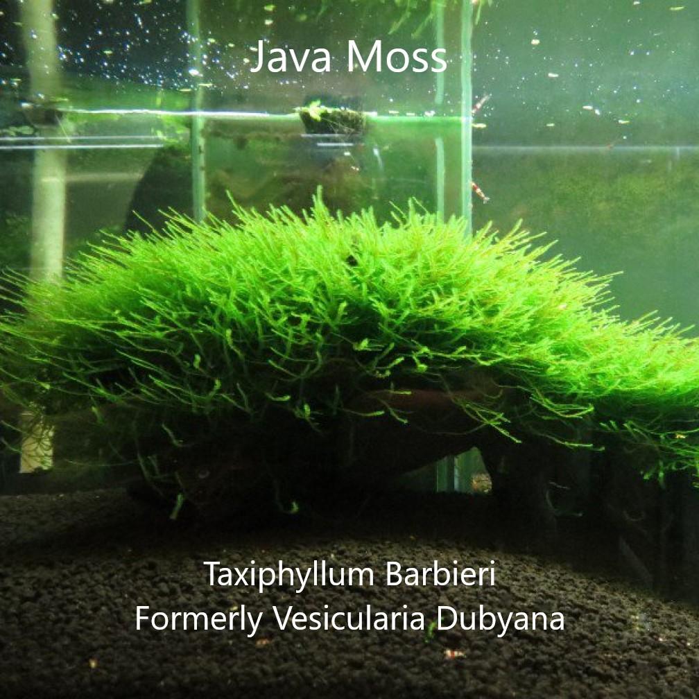 ウィローモス (Taxiphyllum barbieri)