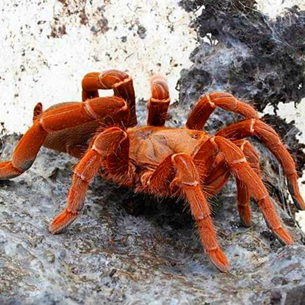 キングバブーンスパイダー