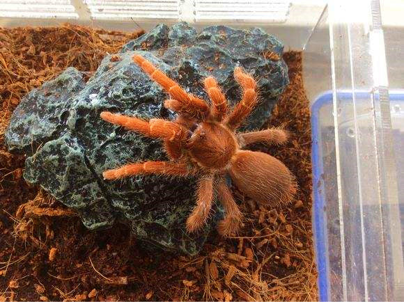 キングバブーンスパイダー