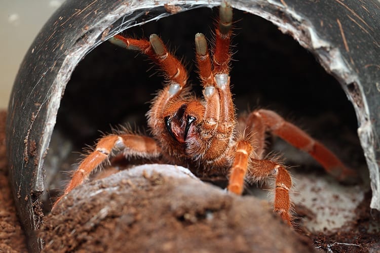 キングバブーンスパイダー