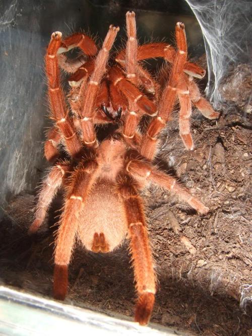 キングバブーンスパイダー