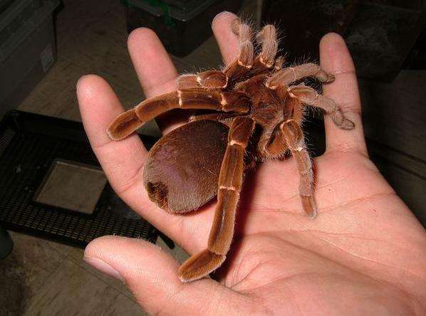 キングバブーンスパイダー