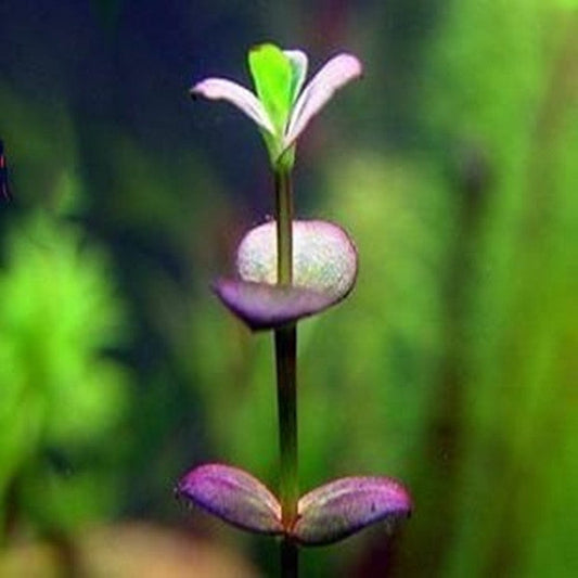 インディアン ドリマリア (Indian lindernia)