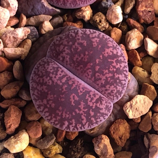 リトープス　紅紫勲